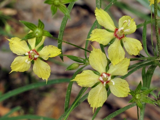 {Lysimachia graminea}